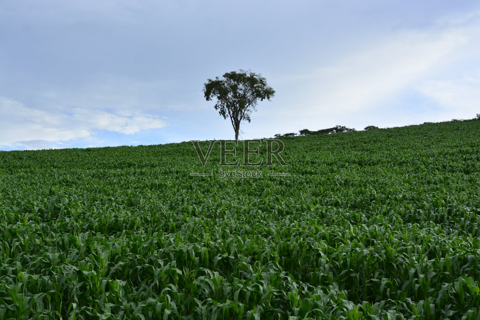 玉米种植家庭农业，玉米绿地乡村。照片摄影图片
