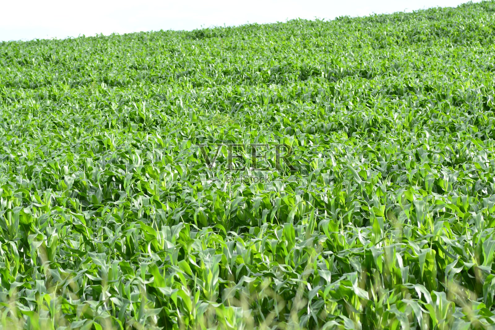 玉米种植家庭农业，玉米绿地乡村。照片摄影图片