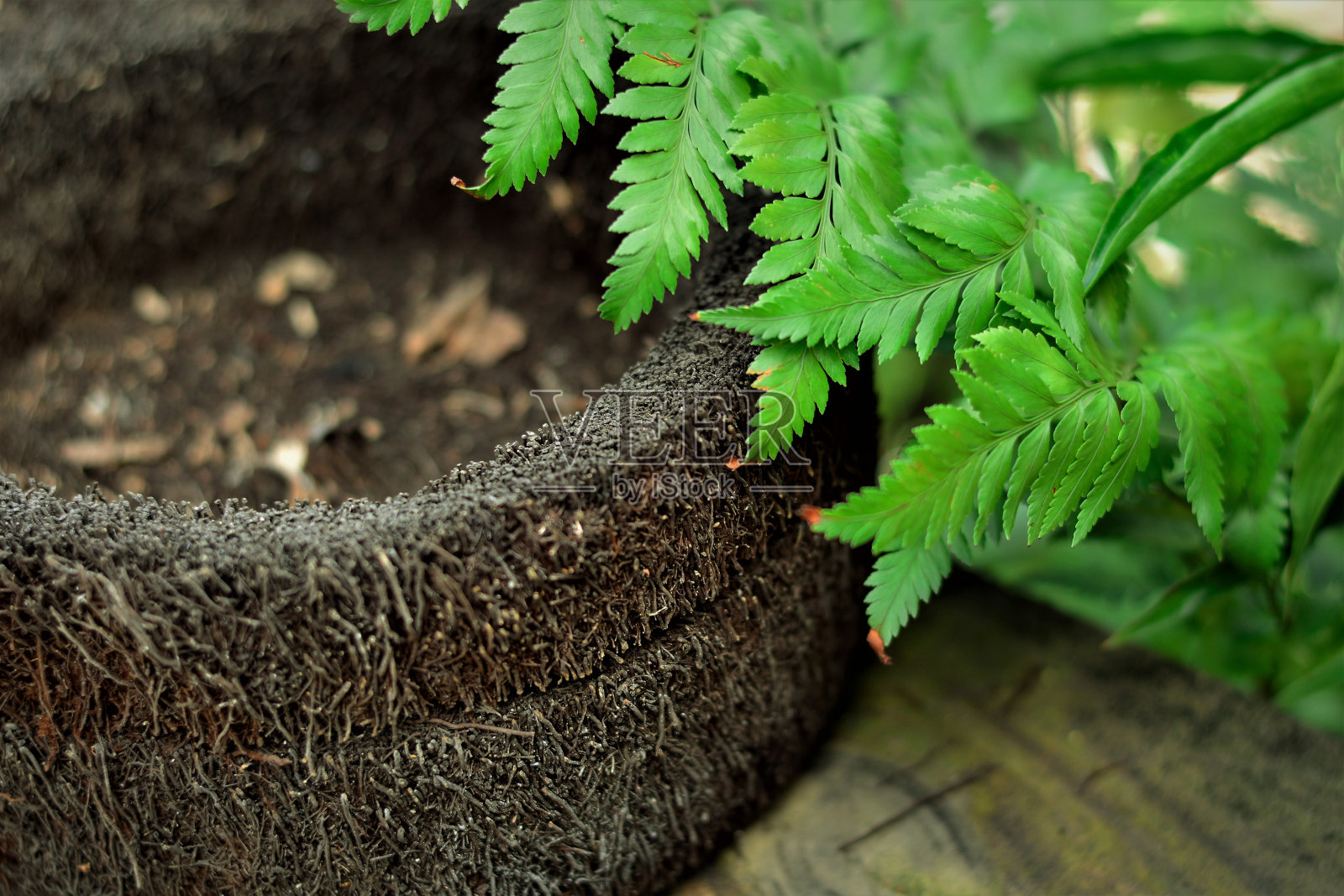 地板上有一个花瓶，里面装的是迪克索尼亚·塞洛维亚纳的xaxim照片摄影图片
