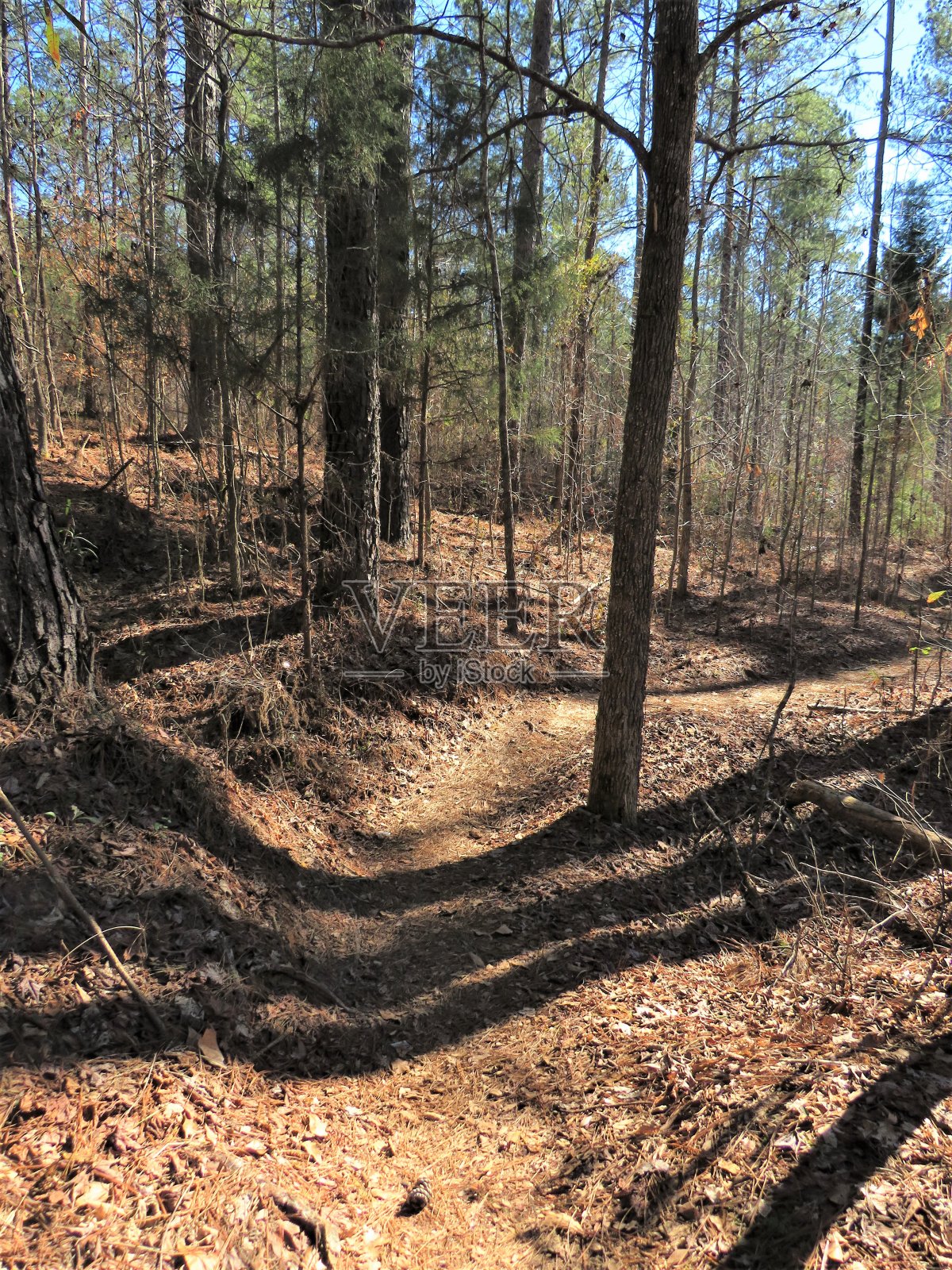 弯曲的树的影子照片摄影图片