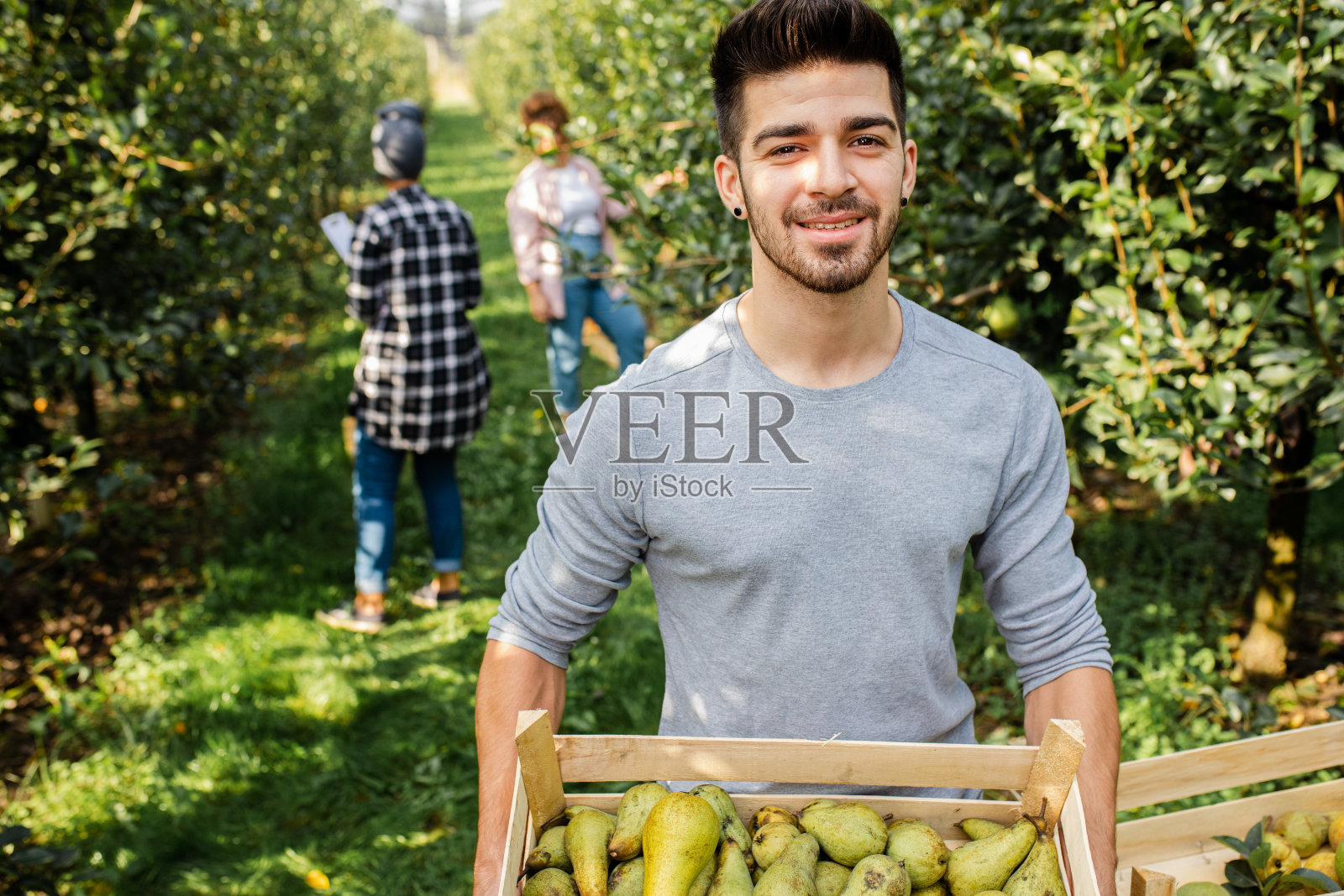 年轻男性农民在果园采摘梨后检查质量。照片摄影图片