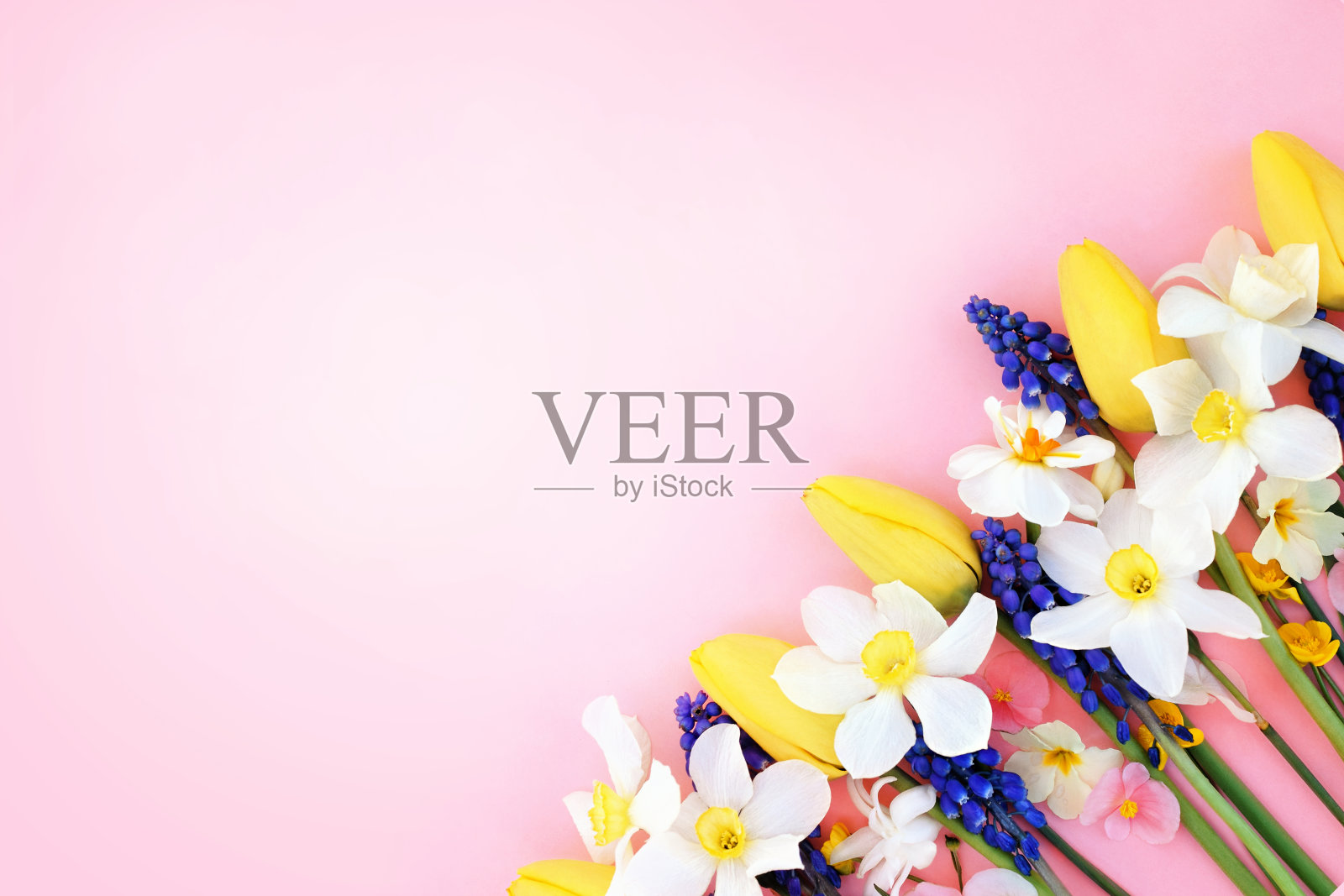 盛开的水仙花和春天的花在光的背景照片摄影图片