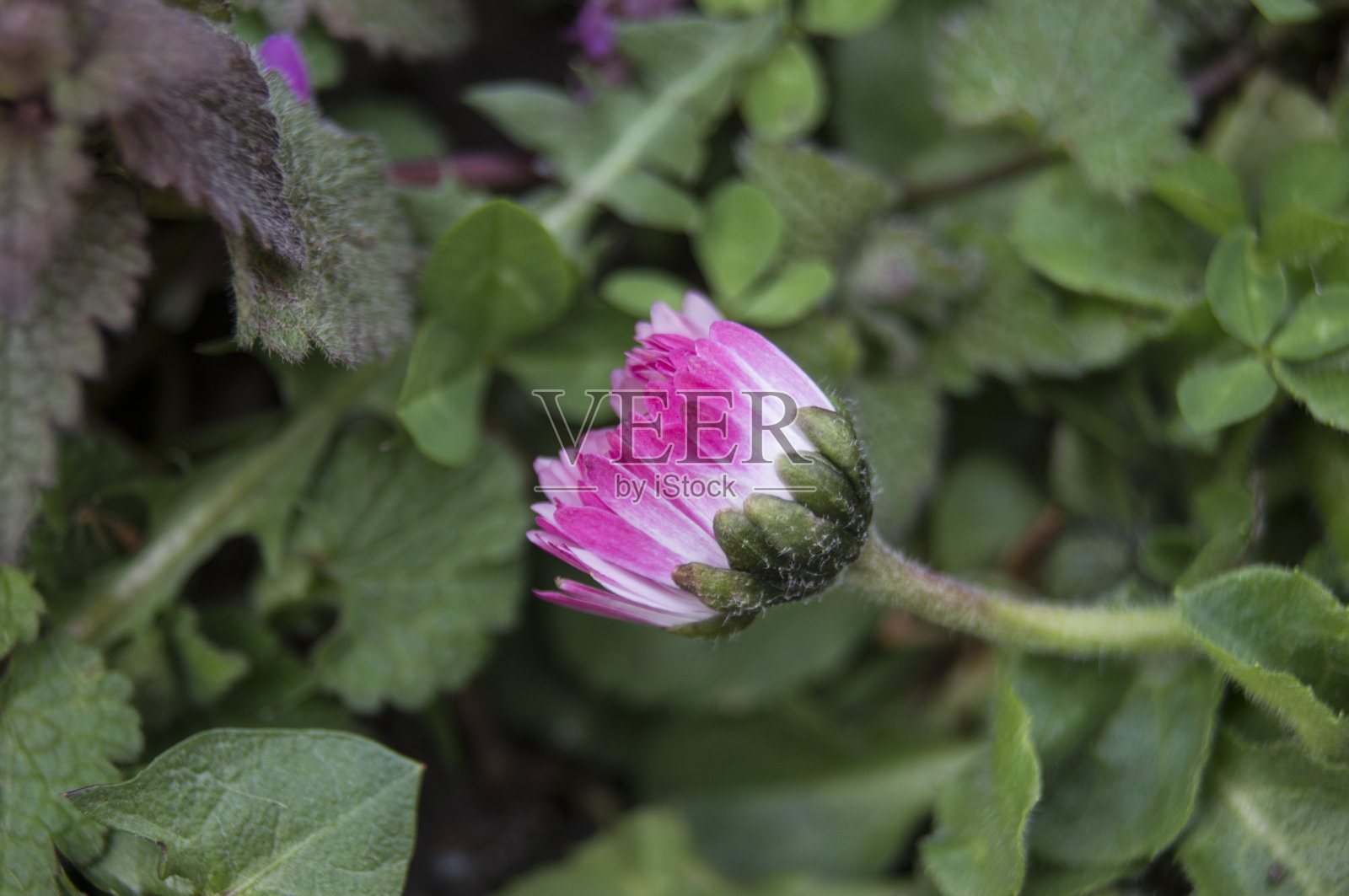 小春花照片摄影图片