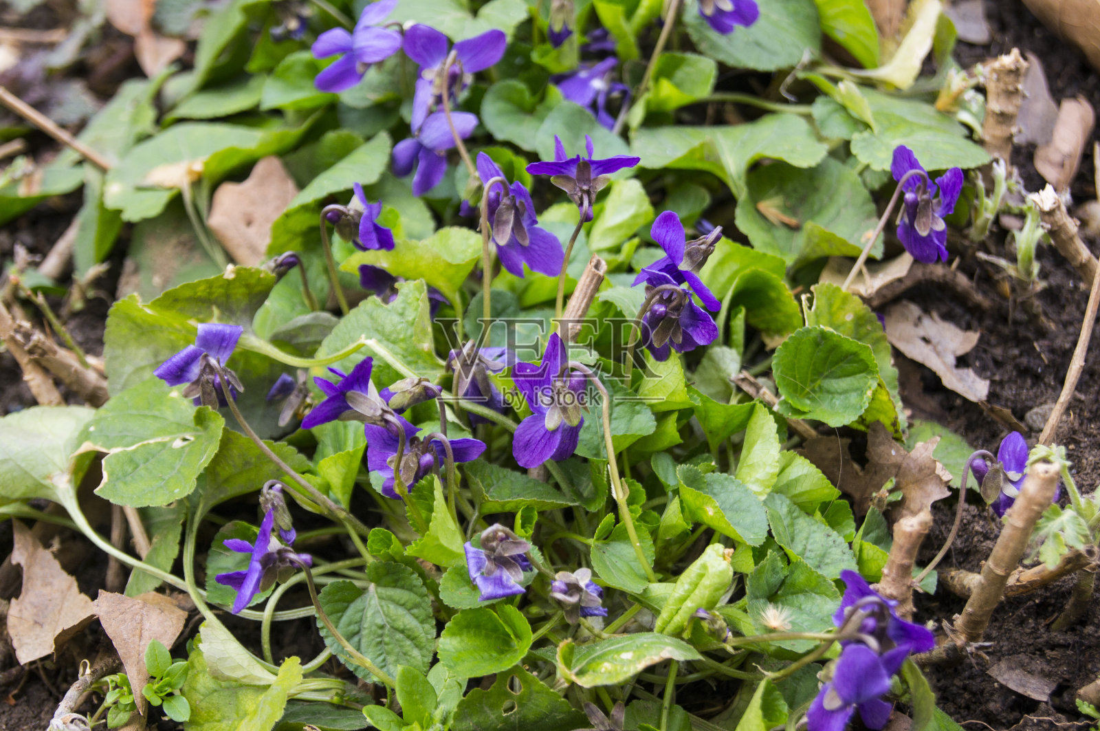 小春花照片摄影图片