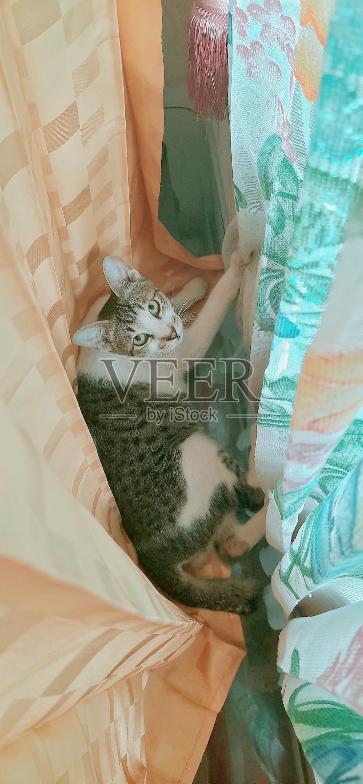 和猫捉迷藏照片摄影图片