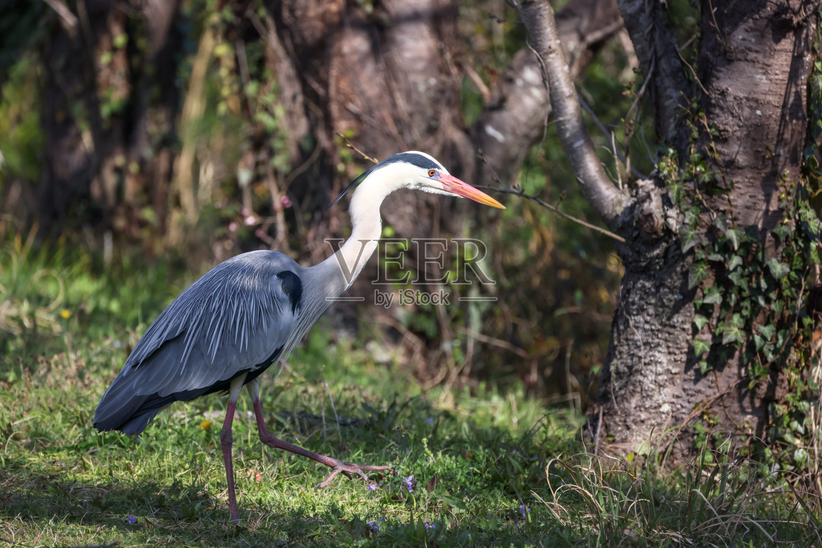 一只正在散步的苍鹭照片摄影图片