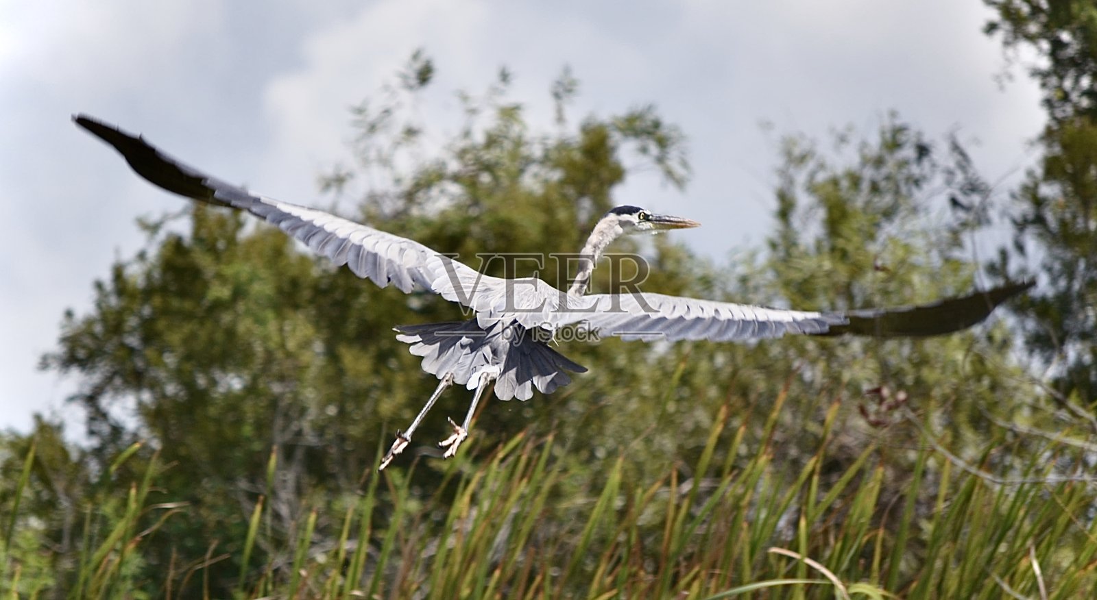 大蓝鹭(Ardea herodias)照片摄影图片