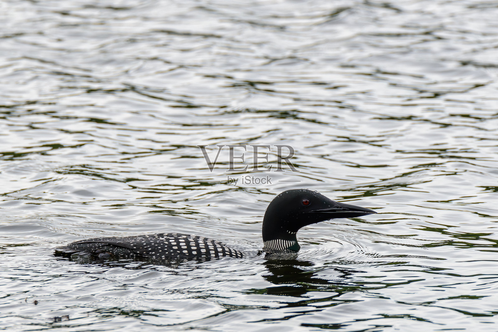 常见的潜鸟在水中游泳照片摄影图片