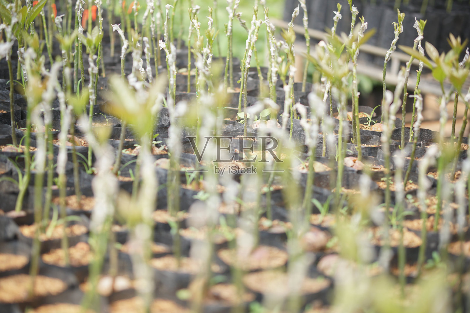 嫁接鳄梨树苗圃嫁接。鳄梨传播照片摄影图片