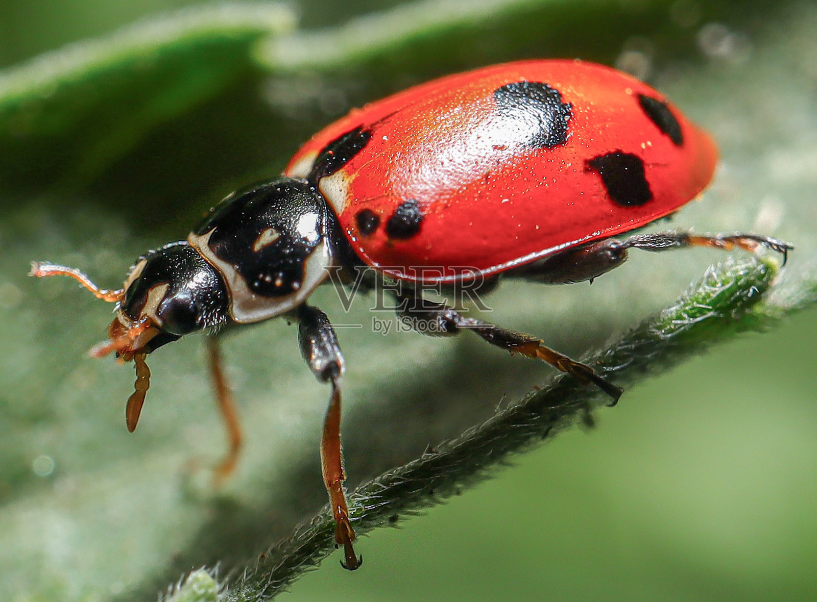 在一片树叶上的瓢虫在悉尼郊区的房子后院新南威尔士澳大利亚照片摄影图片