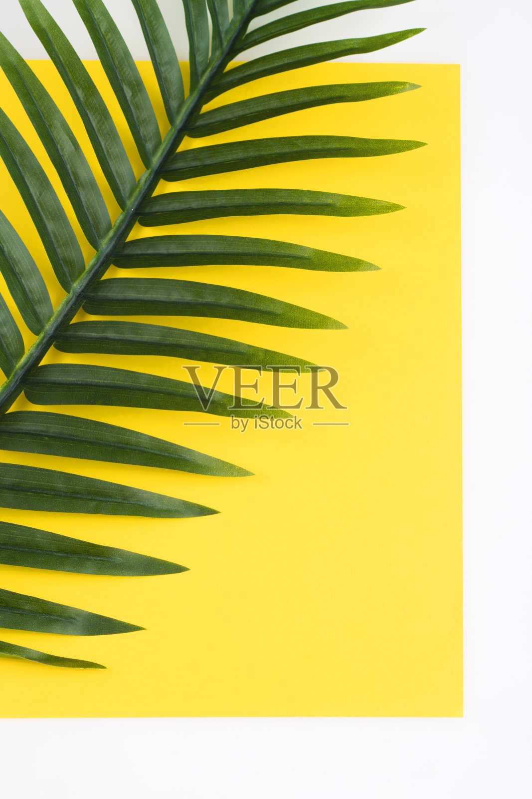 夏天的概念照片摄影图片