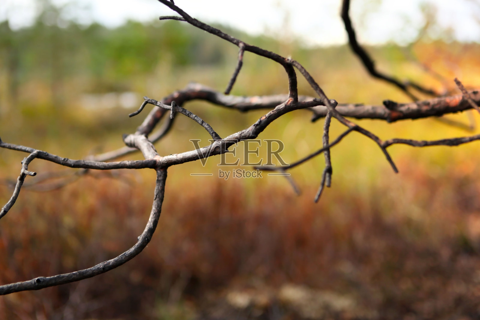 一根松树的树枝，在森林大火后被烧毁，以一片被拯救的森林为背景照片摄影图片