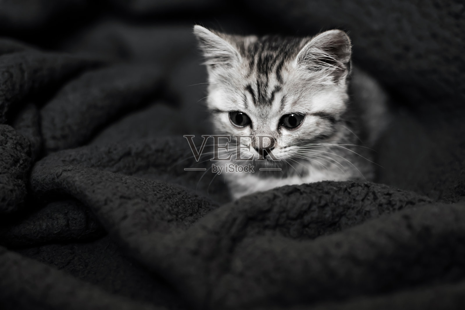 可爱的条纹苏格兰直猫躺在背景上照片摄影图片