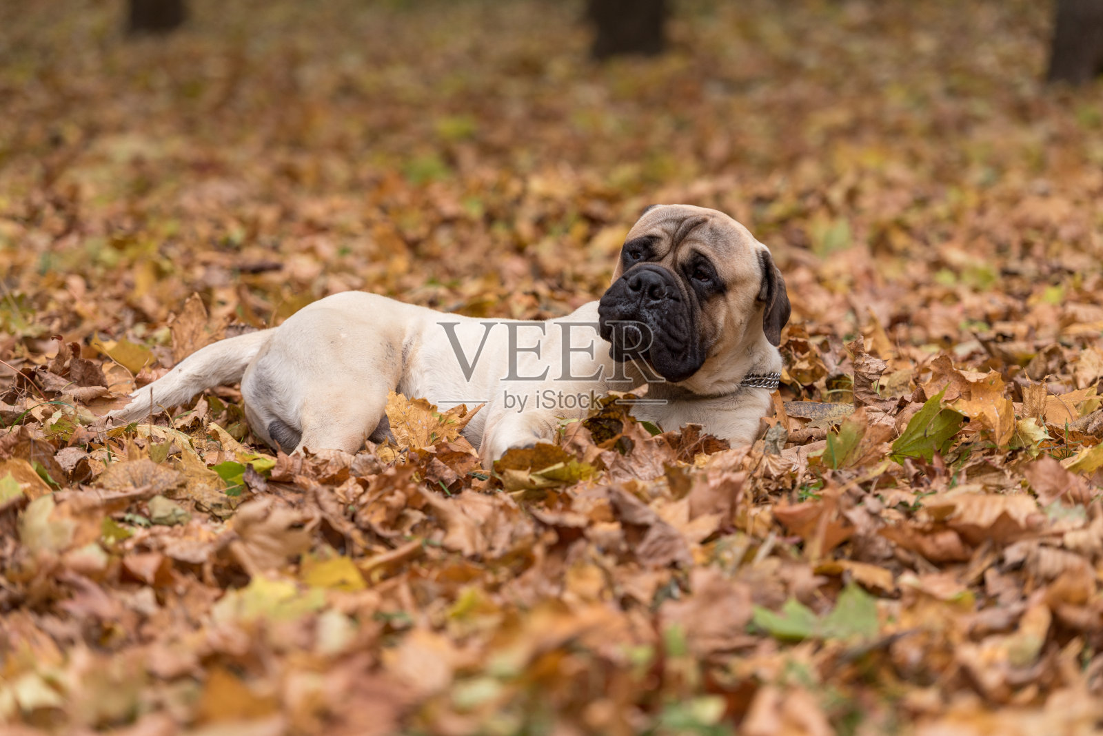 斗牛犬躺在地上照片摄影图片