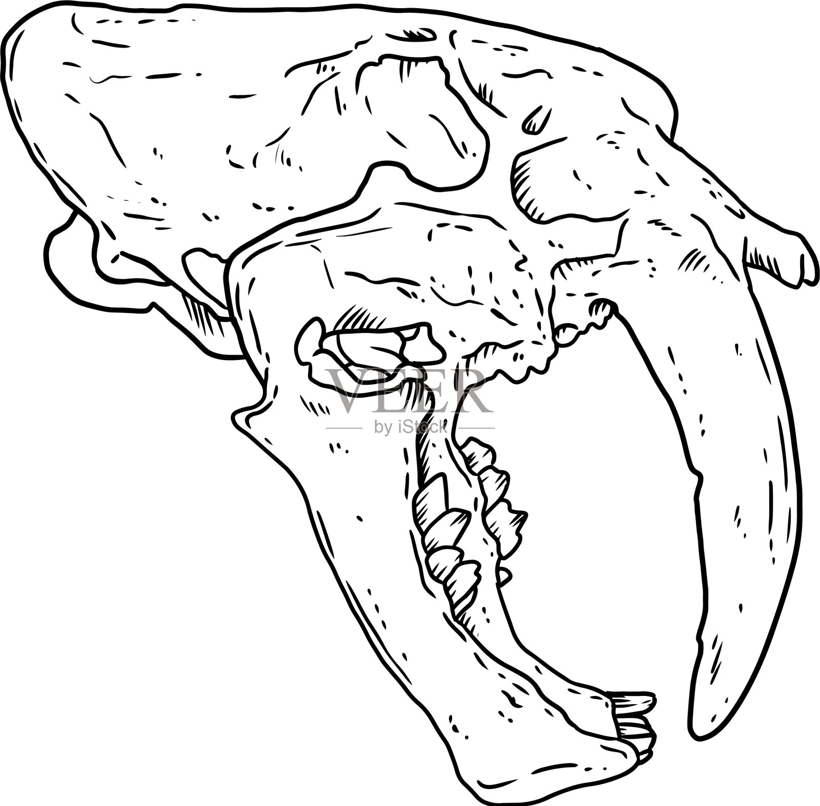 剑齿虎头骨化石手绘设计元素图片