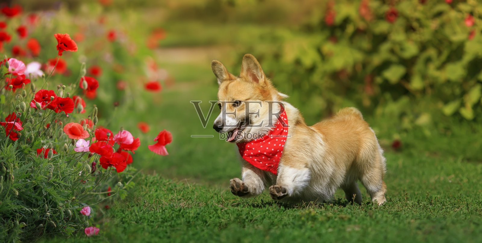 有趣的柯基狗小狗快乐地跑过绿色的草地在一个夏天阳光明媚的草地上，它的爪子高高举起照片摄影图片