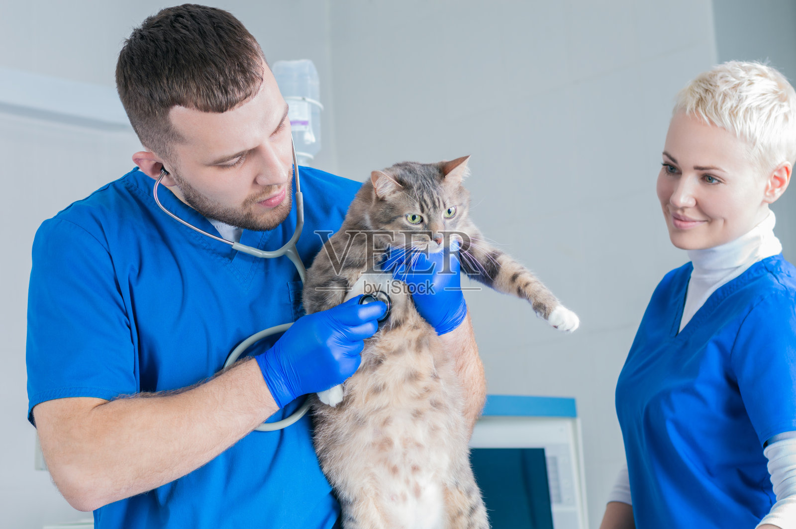 男外科医生和女护士检查金属台上的肥猫，兽医概念照片摄影图片