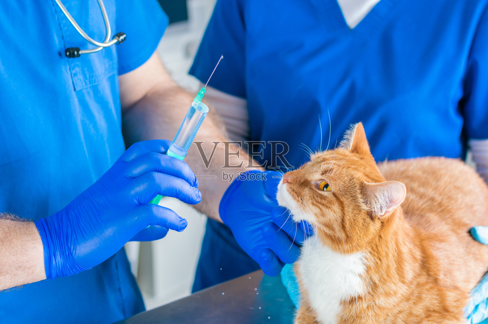 医生手持注射器的影像：护士怀抱姜黄色猫，兽医概念照片摄影图片