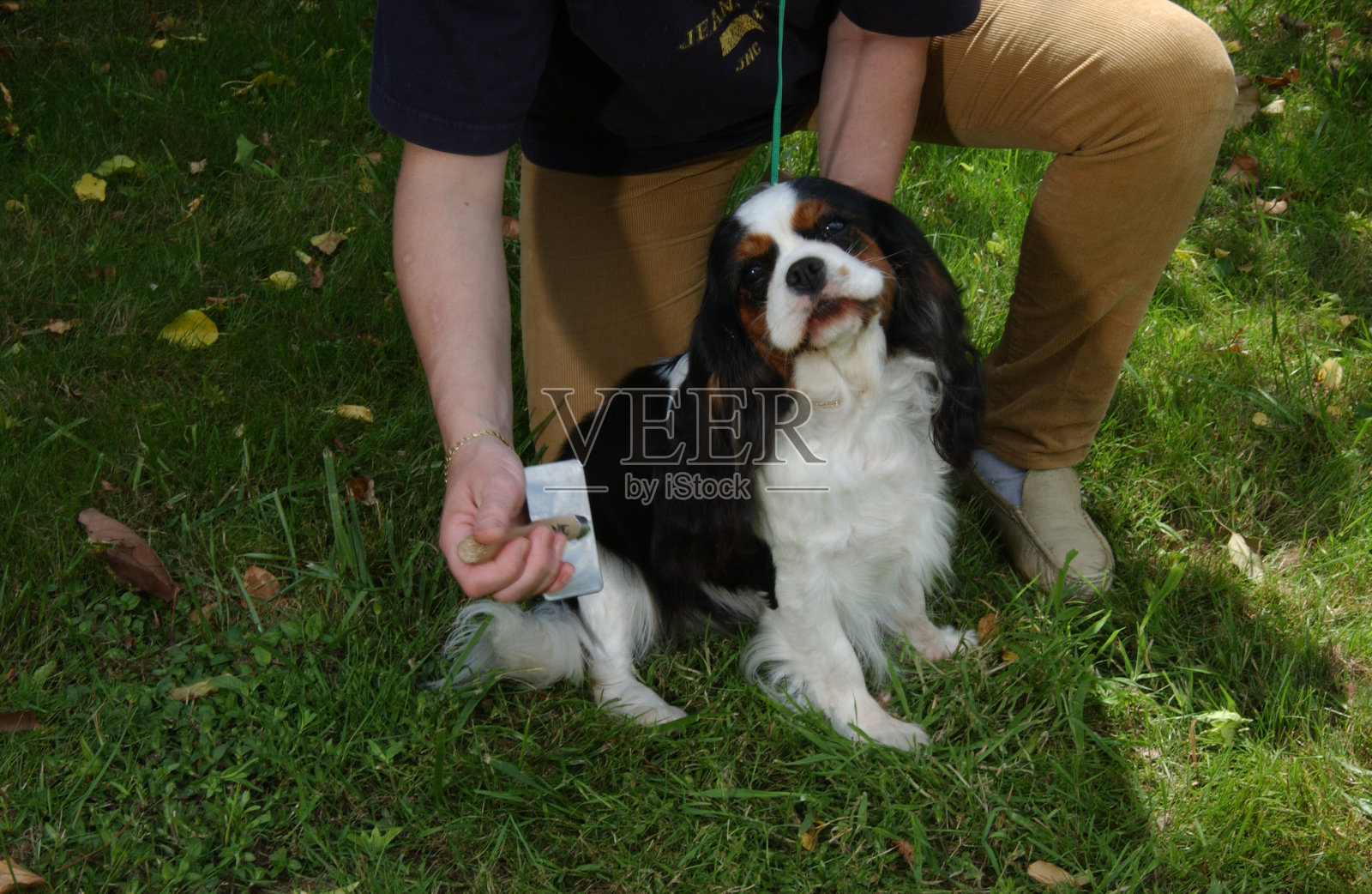 骑士国王查尔斯猎犬照片摄影图片