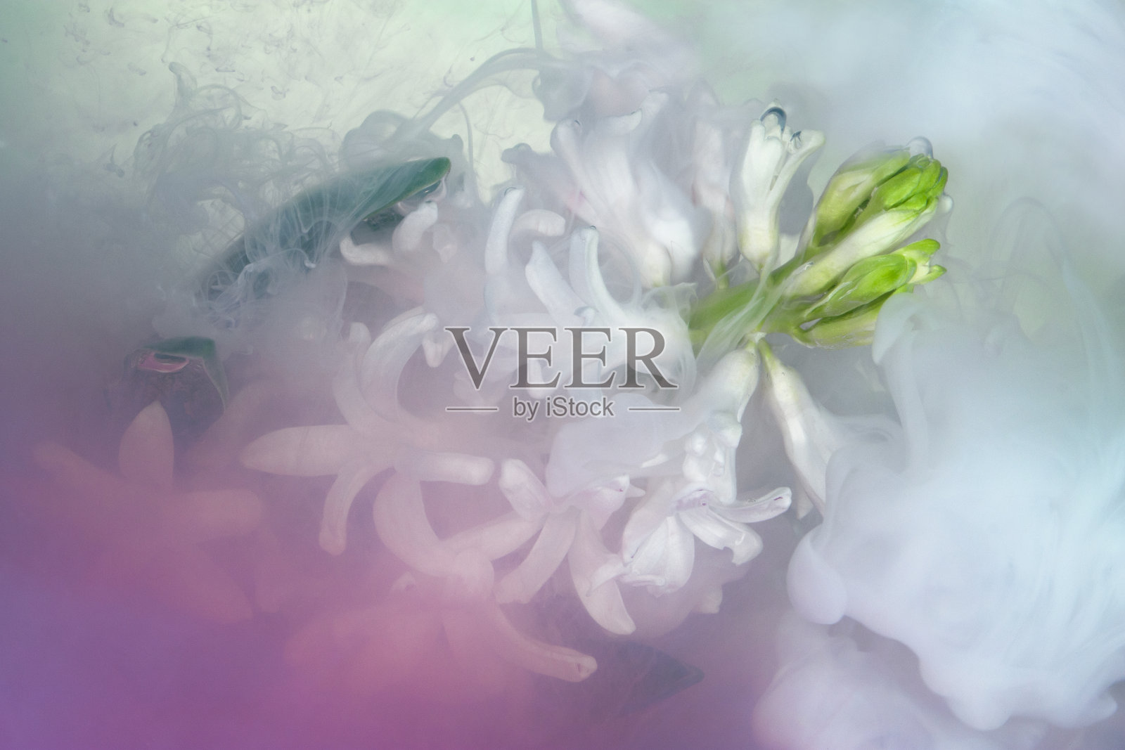 风信子液体照片摄影图片