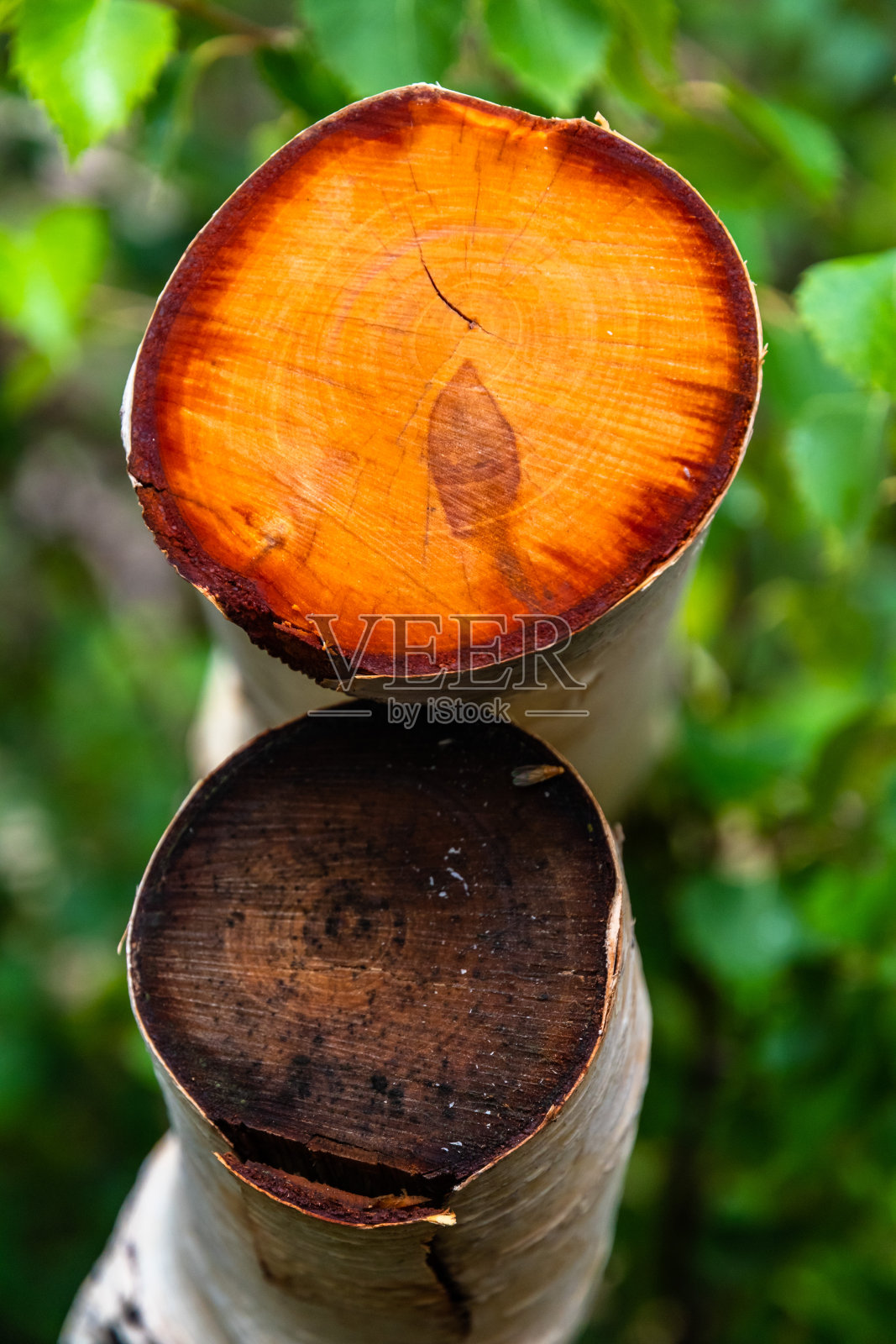 意大利埃特纳火山桦树明亮的橙色部分照片摄影图片