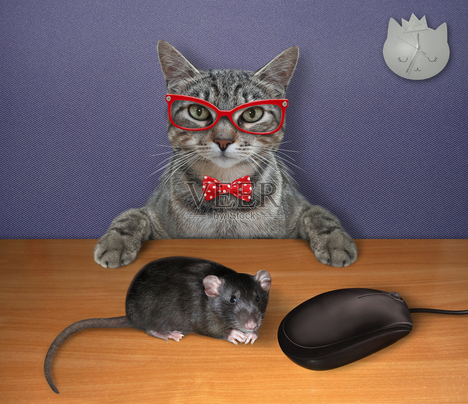 猫灰色和黑色的电脑鼠标2照片摄影图片