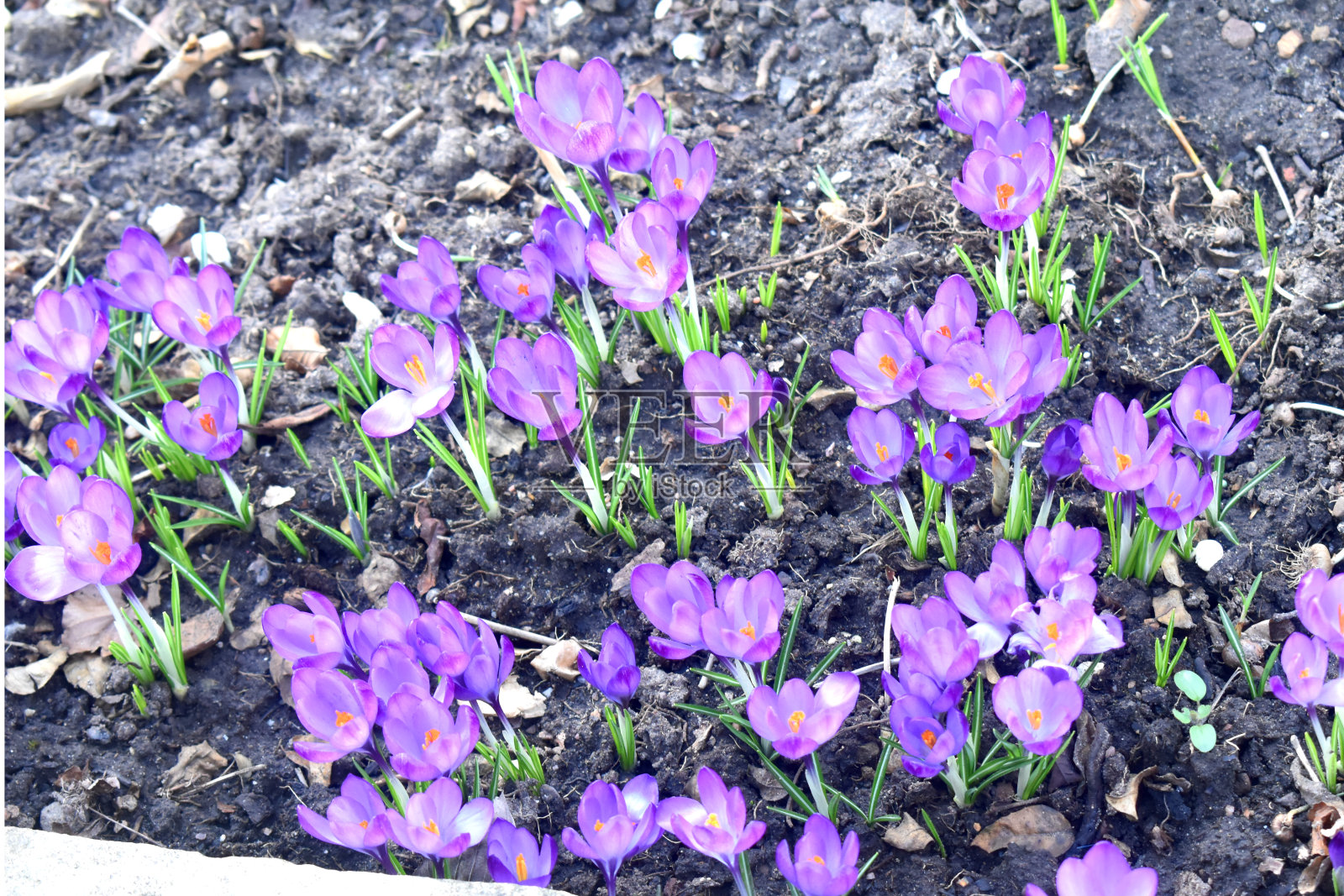 高角度视图的紫色番红花在花园里。照片摄影图片