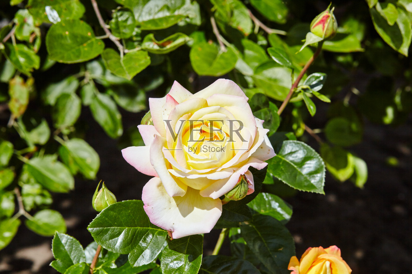 夏日的阳光下，一丛美丽的玫瑰照片摄影图片