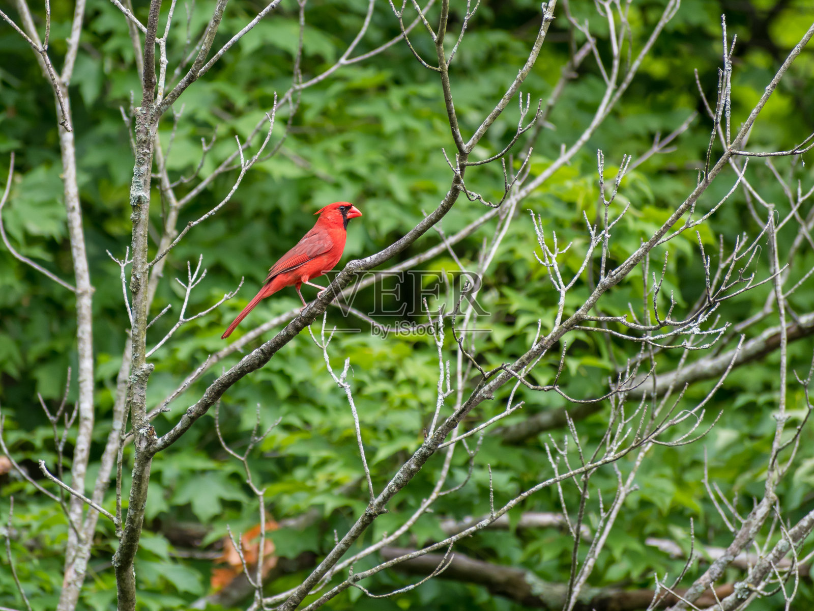 北方红衣主教坐在树枝上照片摄影图片