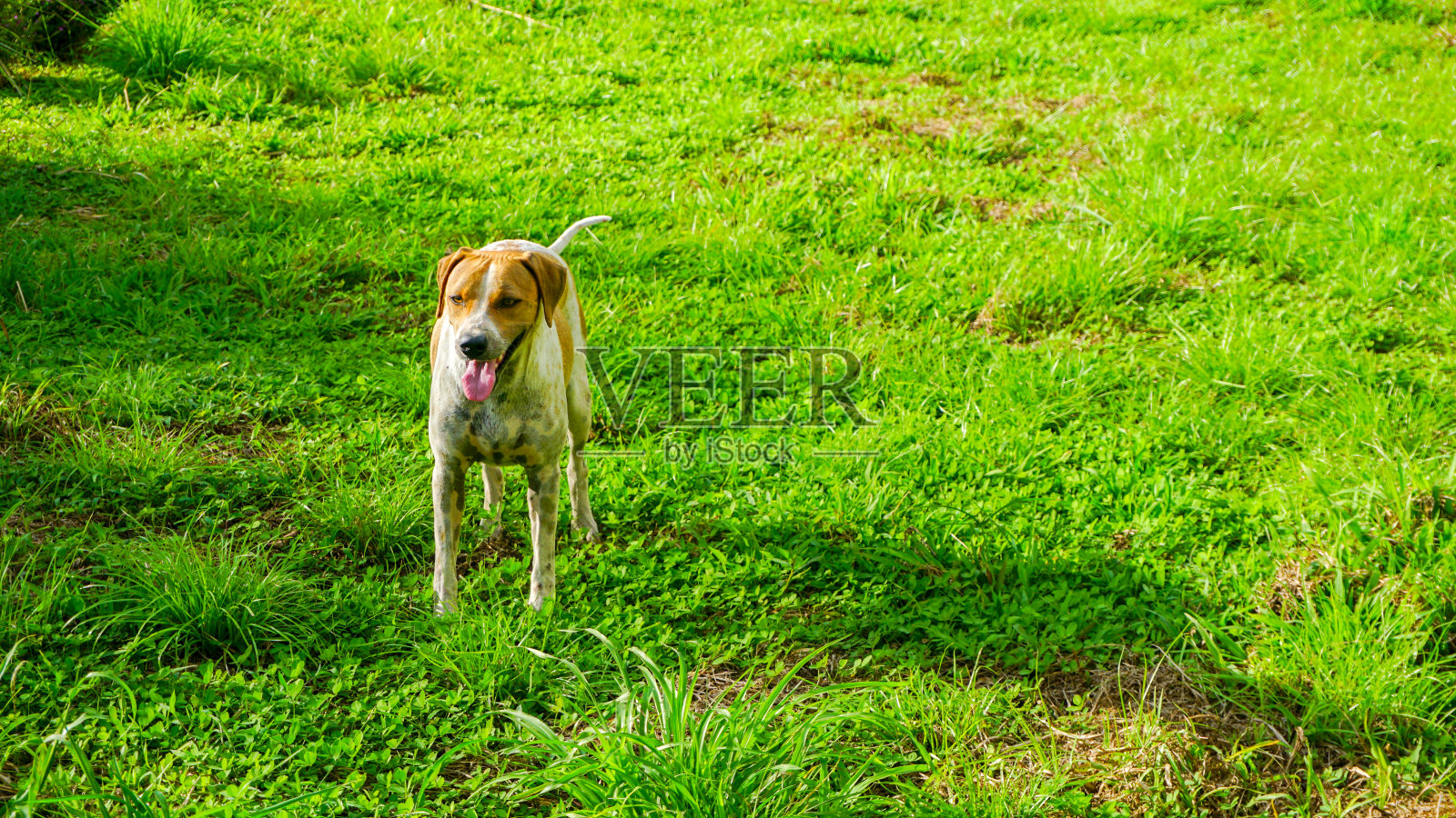 一只本地狗站在绿地上。照片摄影图片