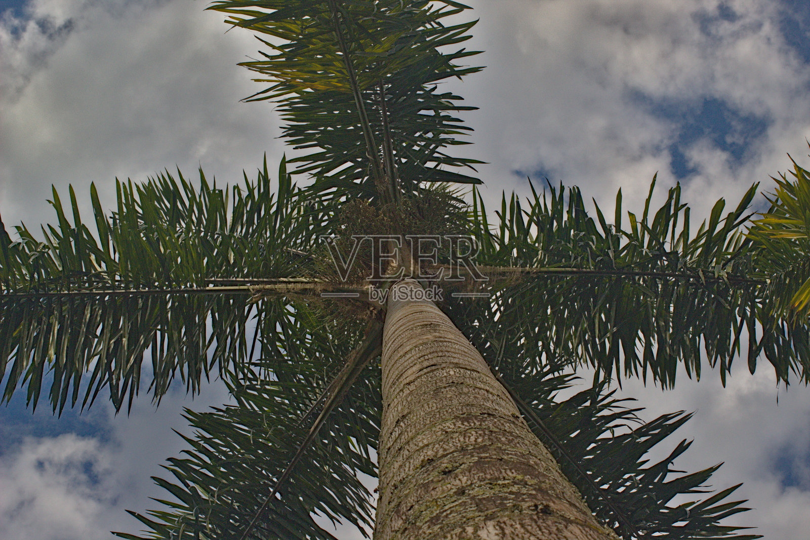 从地面到天空的棕榈树照片摄影图片