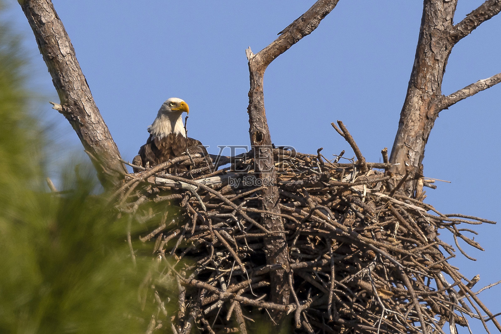 白头海雕照片摄影图片