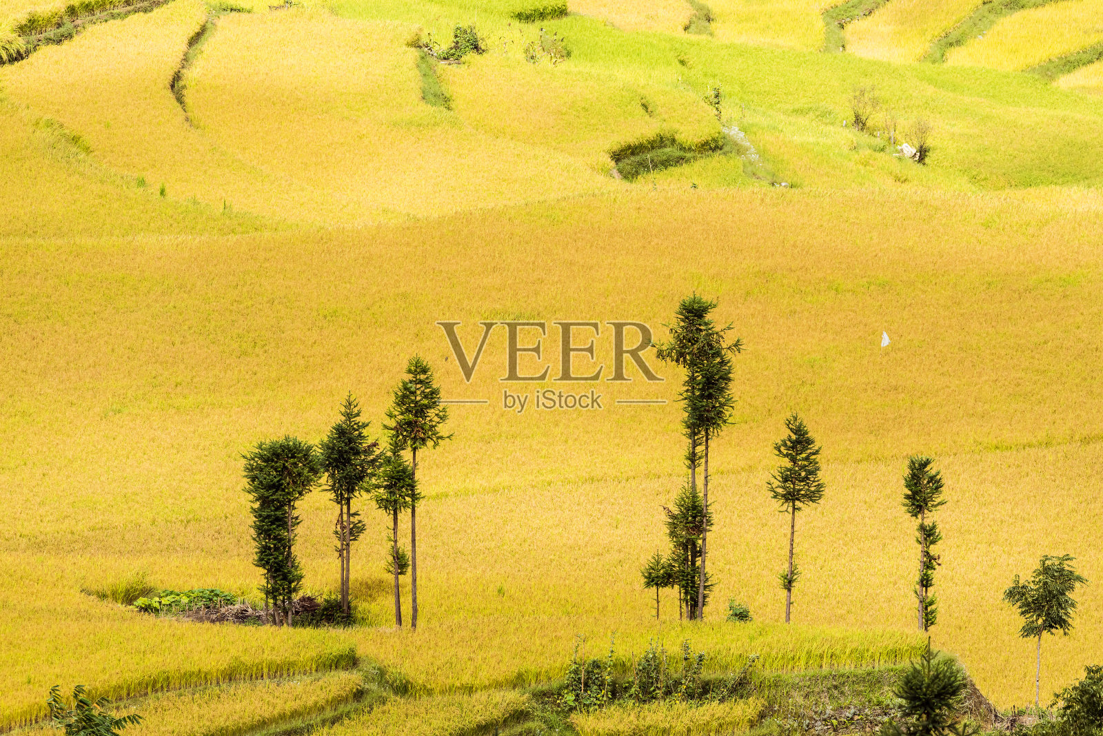 鸟瞰鸳鸯台景区的稻田景色照片摄影图片