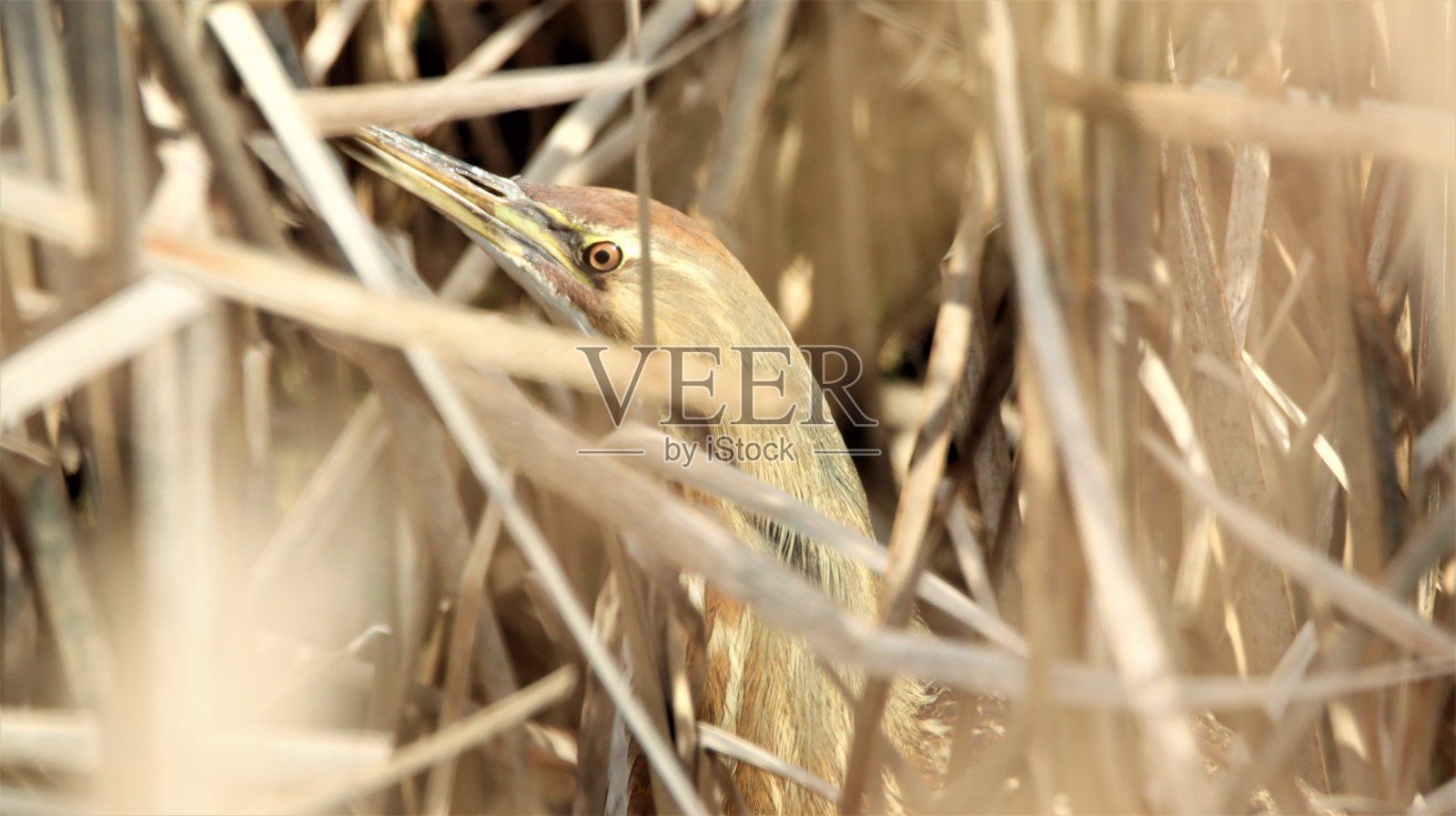 美国卤照片摄影图片