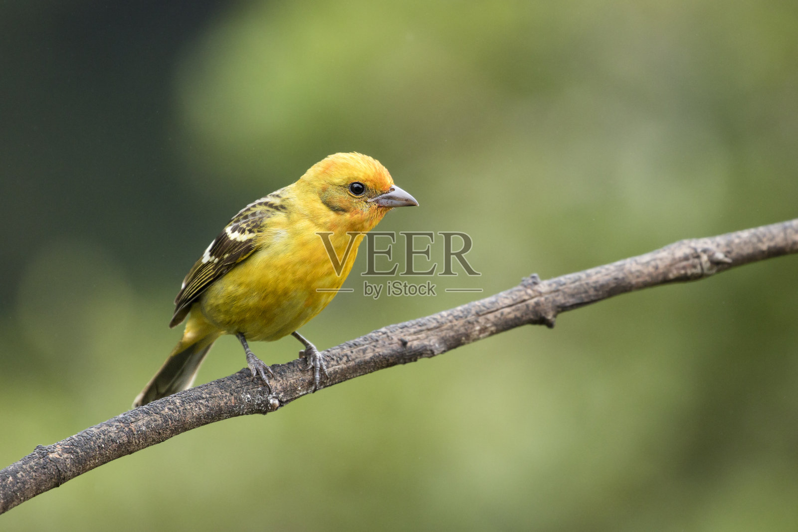 女性火焰色的唐纳看向一边照片摄影图片