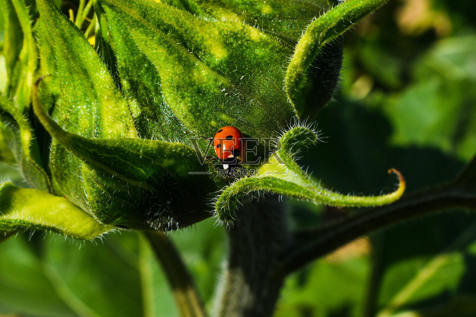 瓢虫在绿叶上照片摄影图片