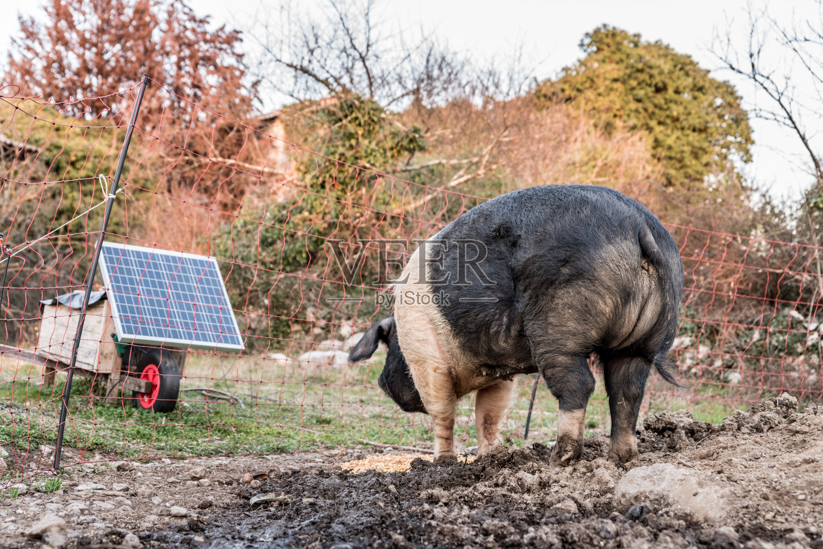 有机农场放养猪的电力围栏太阳能电池板照片摄影图片