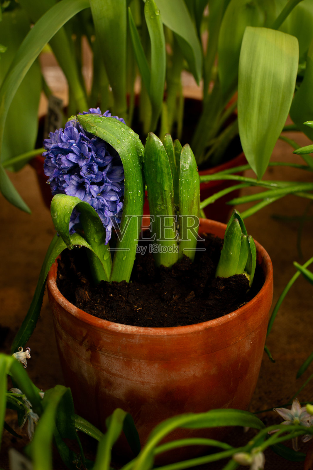 青花风信子在陶瓷盆中近照，春花主题照片摄影图片