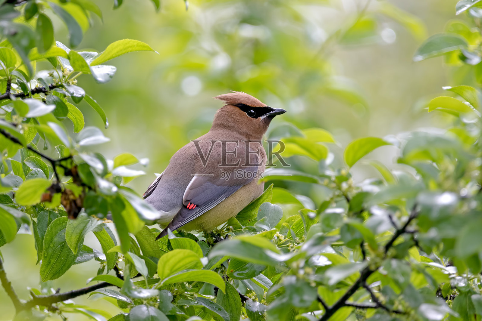 惊人的雪松连雀照片摄影图片