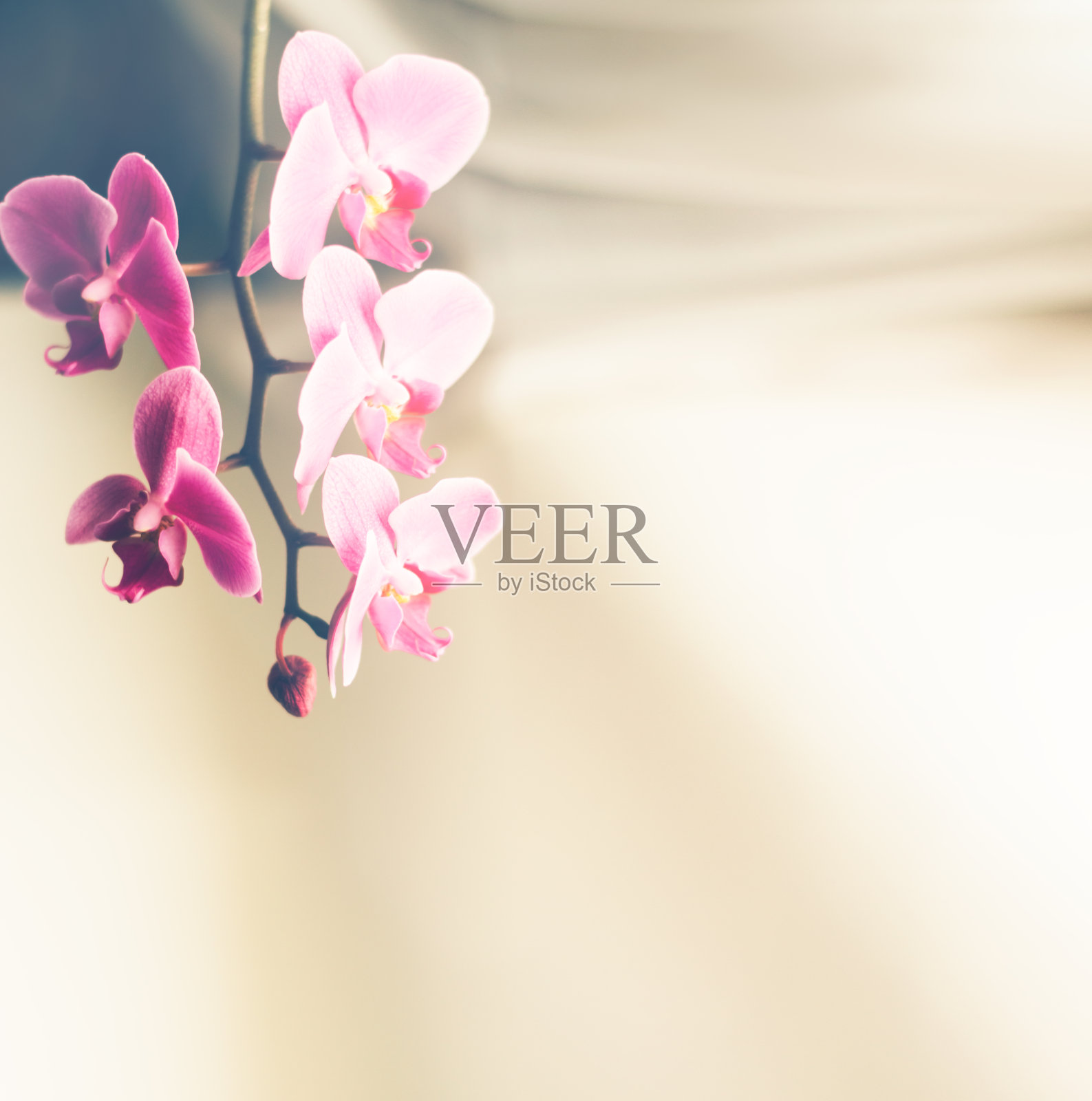 美丽清新的兰花花近距离复制空间。花的背景。照片摄影图片