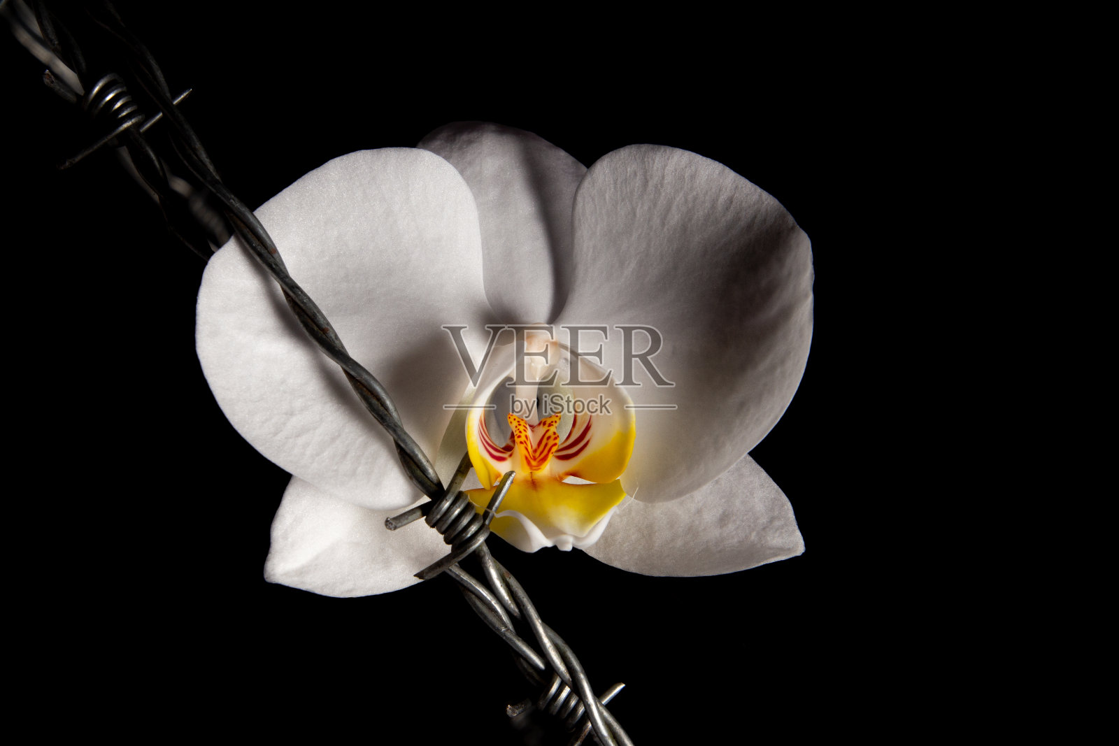 白色的兰花花和铁丝网孤立在黑色的背景，女性的概念和痛苦照片摄影图片