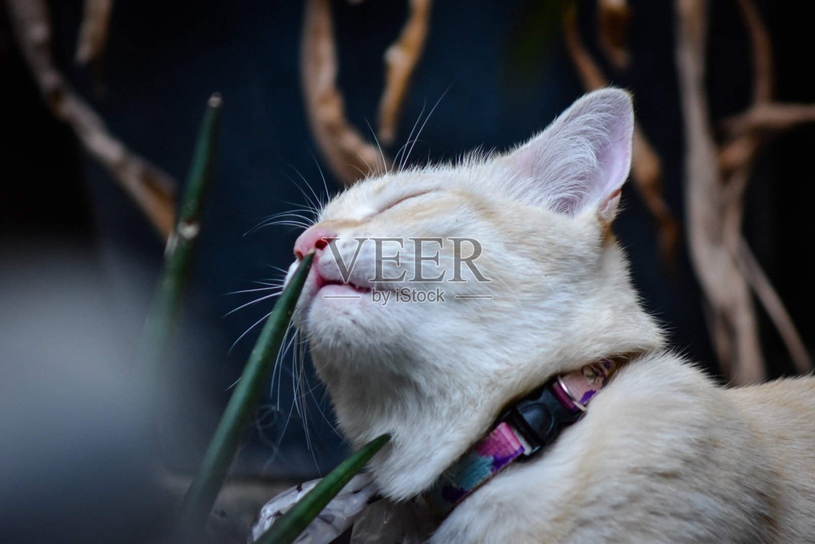 聚焦短毛猫脸照片摄影图片