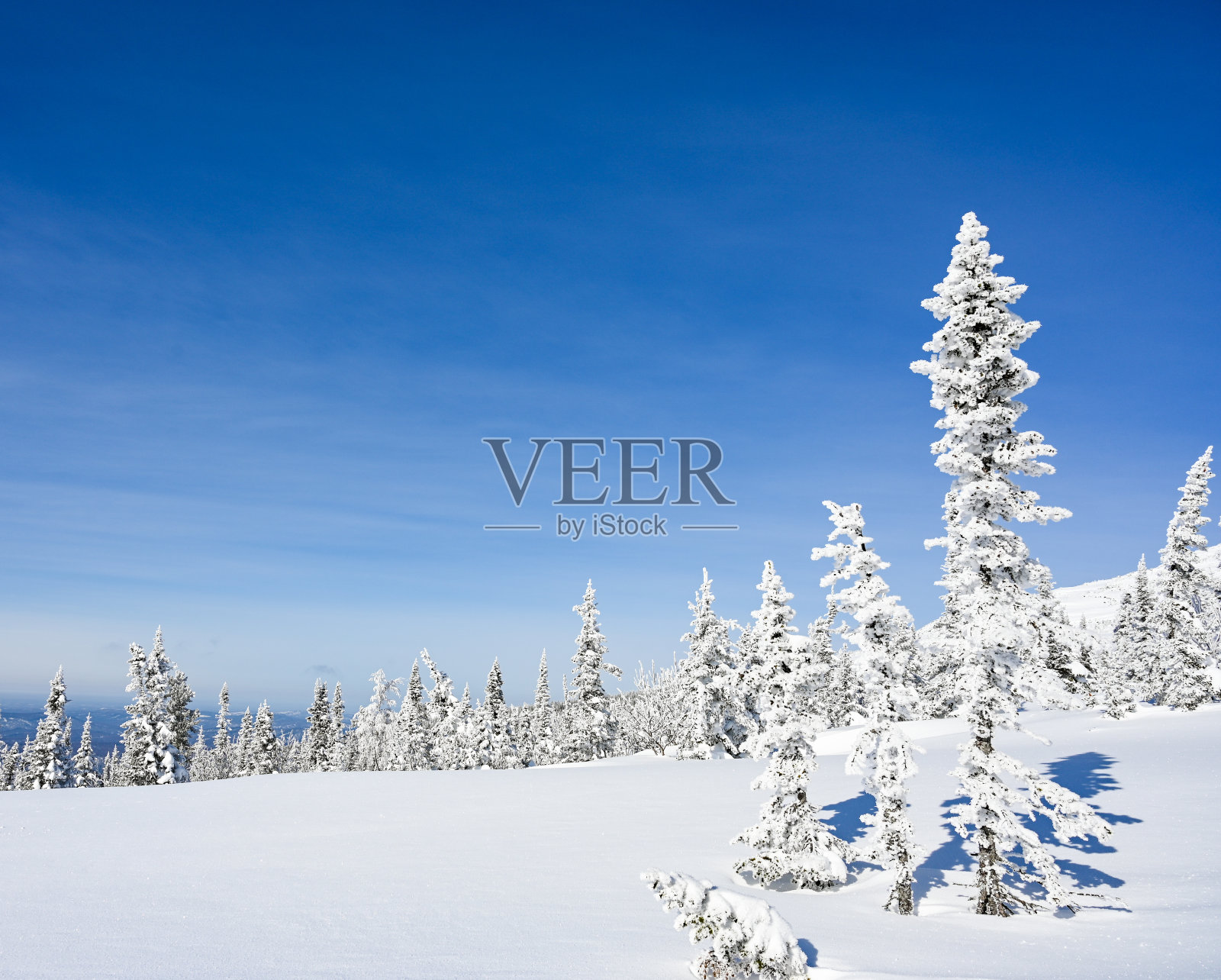 冰雪覆盖的树木在冬季景观照片摄影图片