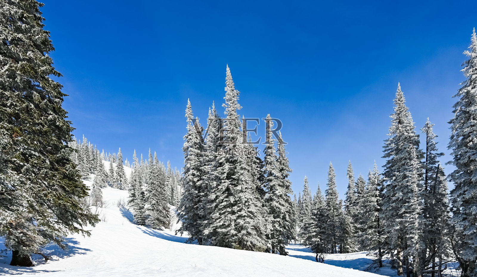 冰雪覆盖的树木在冬季景观照片摄影图片
