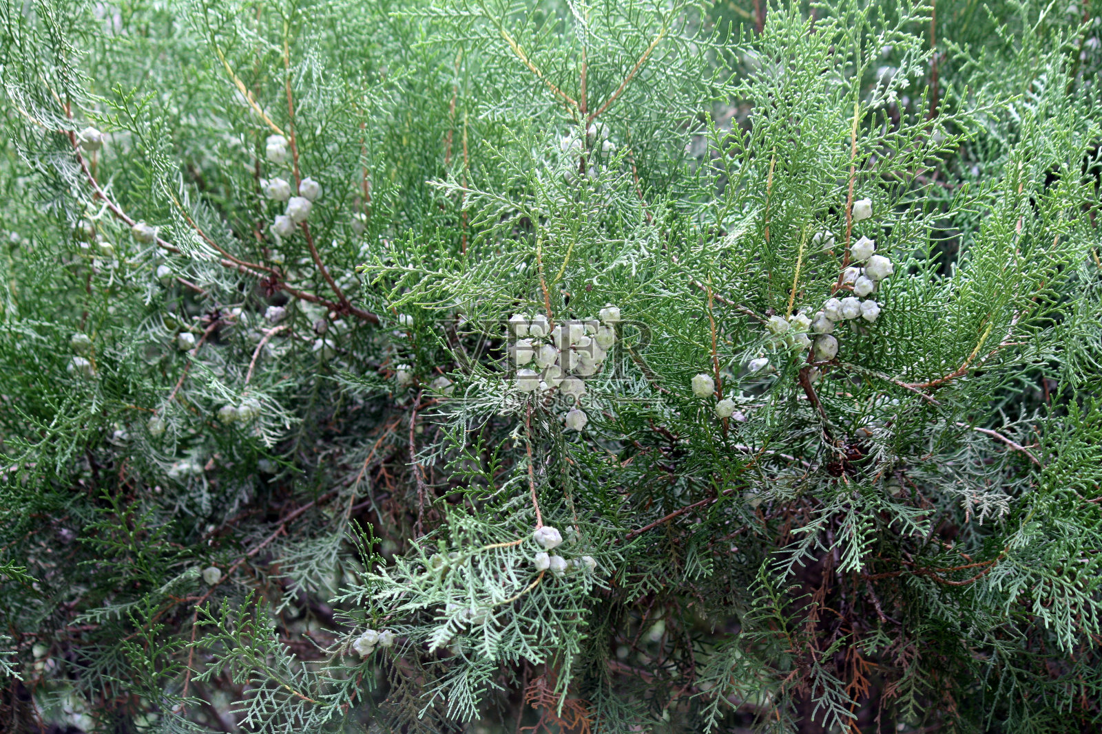 东方柏树(侧柏属)，种子球果未成熟照片摄影图片