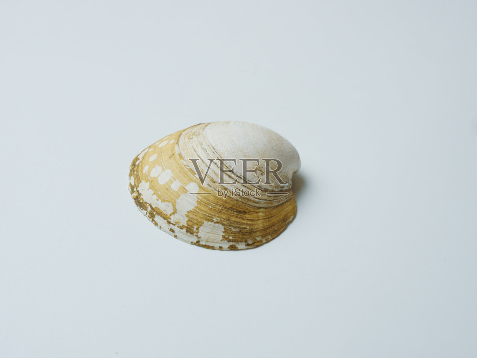 海洋软体动物的空水池。碳酸盐岩层。照片摄影图片