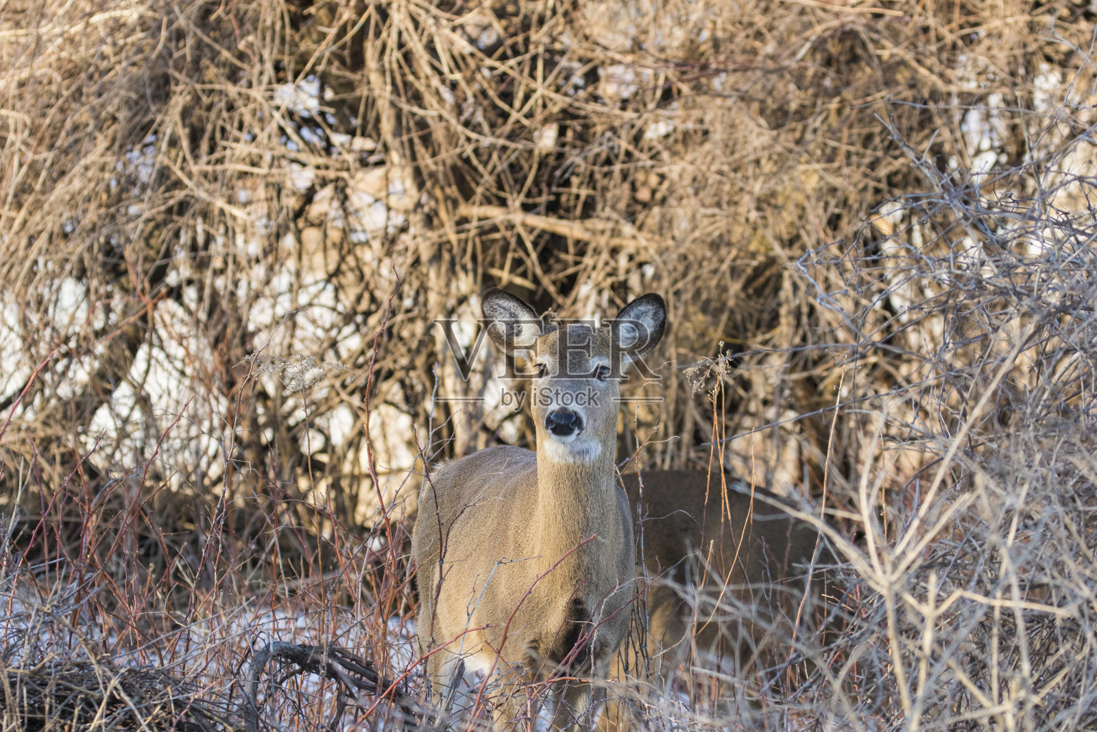 美丽的白尾鹿雌性特写照片摄影图片