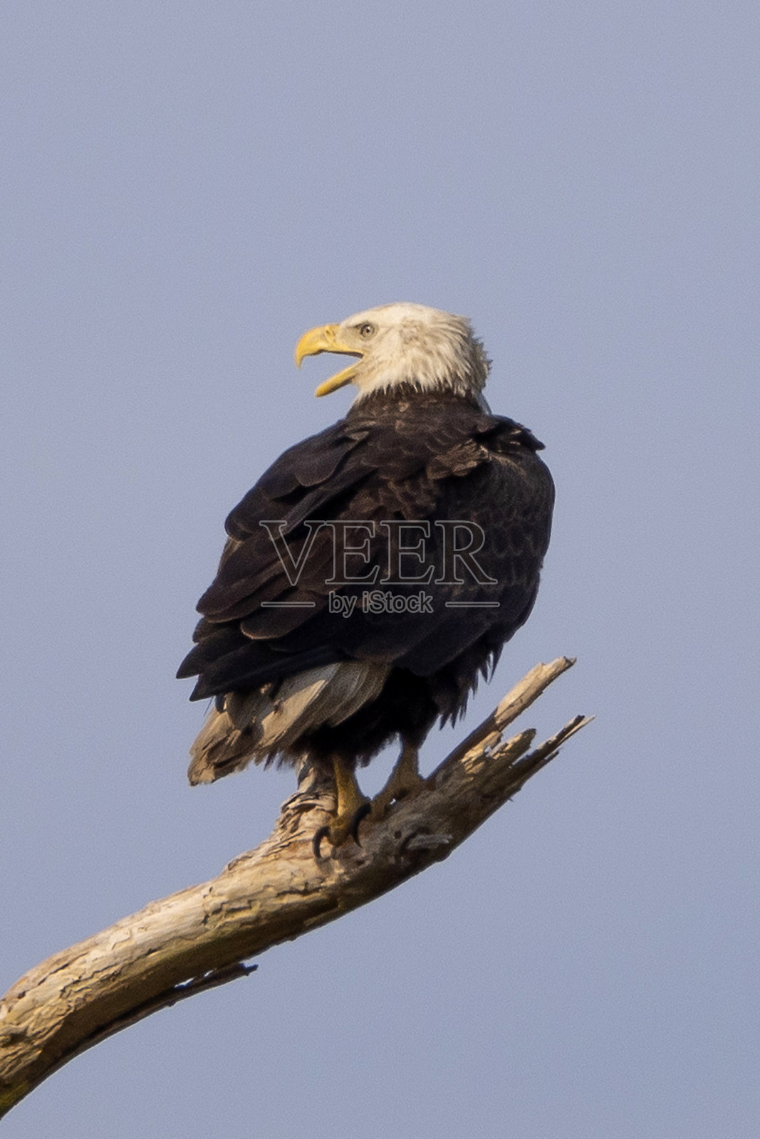 白头海雕照片摄影图片