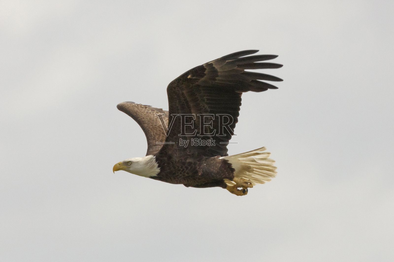 白头海雕照片摄影图片