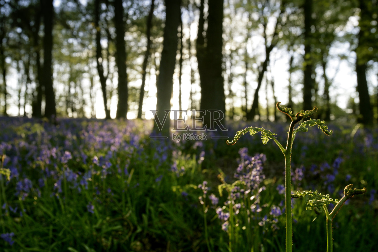英国风信子-风信子非scripta -在成熟的林地春天照片摄影图片